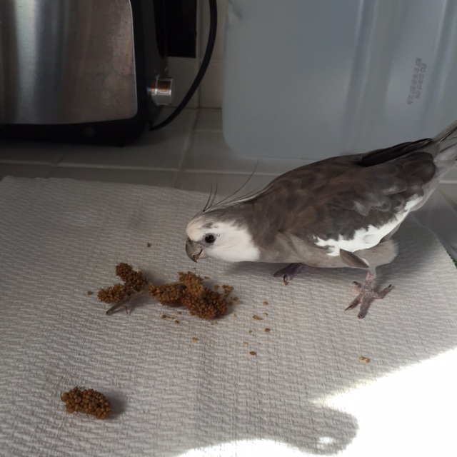 A distant feminine voice can be heard calling "Pearl! Where are you, Pearl?" The star creeps closer to the millet sprig.