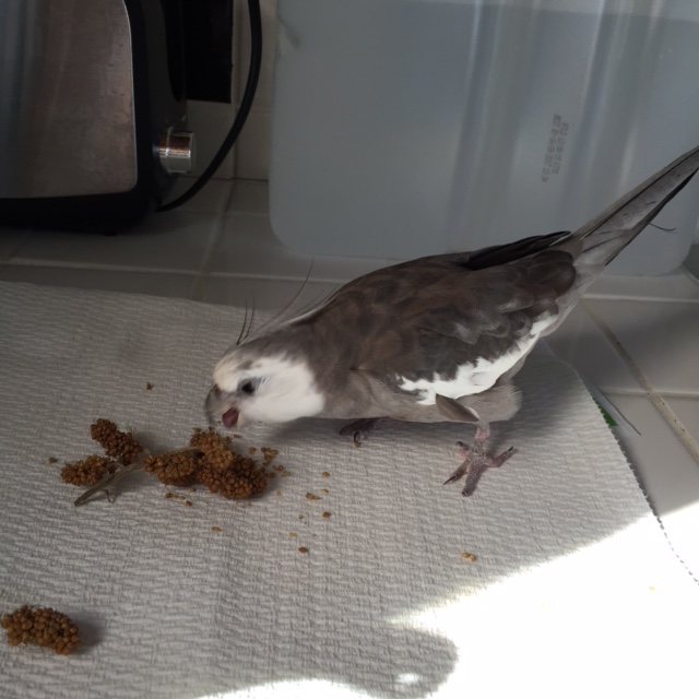 He opens his sharp beak for a big tasty crunch - and freezes as the voice gets closer.