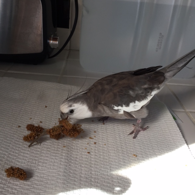 The voice resurfaces. "Pearl, where arrrrrre you? It's Mommy...!"