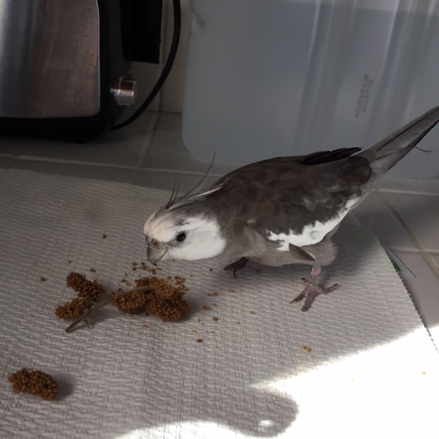 With one final longing look at the millet, the star carefully backs away and beats a quick retreat.