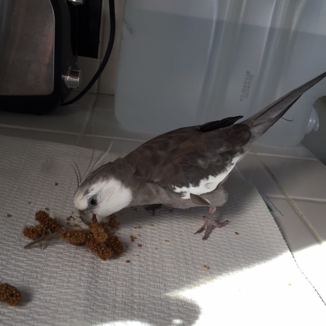 Risking everything, the star crunches down heartily, and for several seconds this is the only sound.