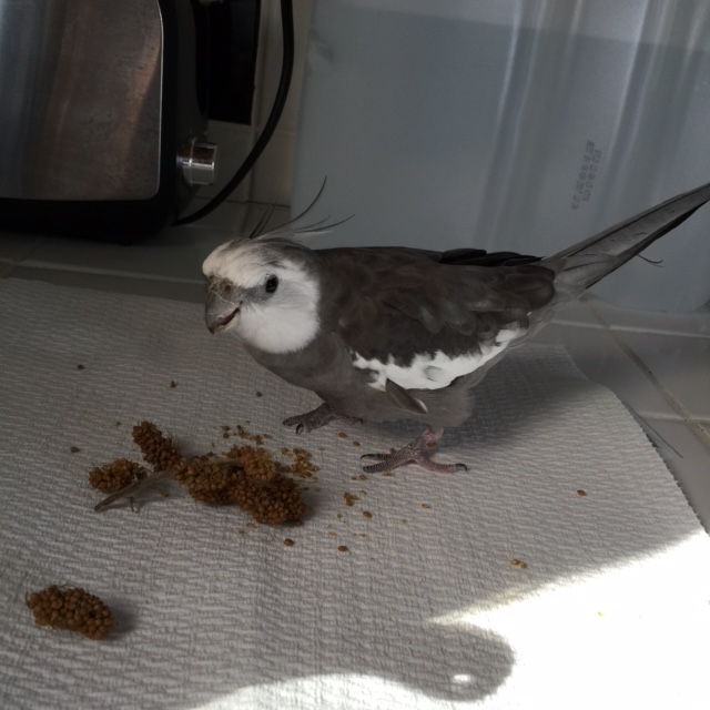 All is silent. The star peers into the surrounding shadows as he stands near his millet prey.