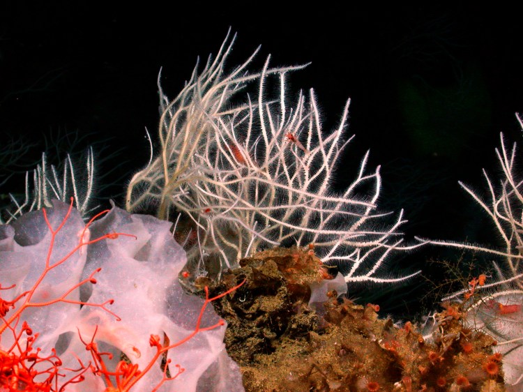 A soft, innocent looking sea sponge extends its tiny hooks in hopes of catching its dinner (image courtesy of National Geographic).