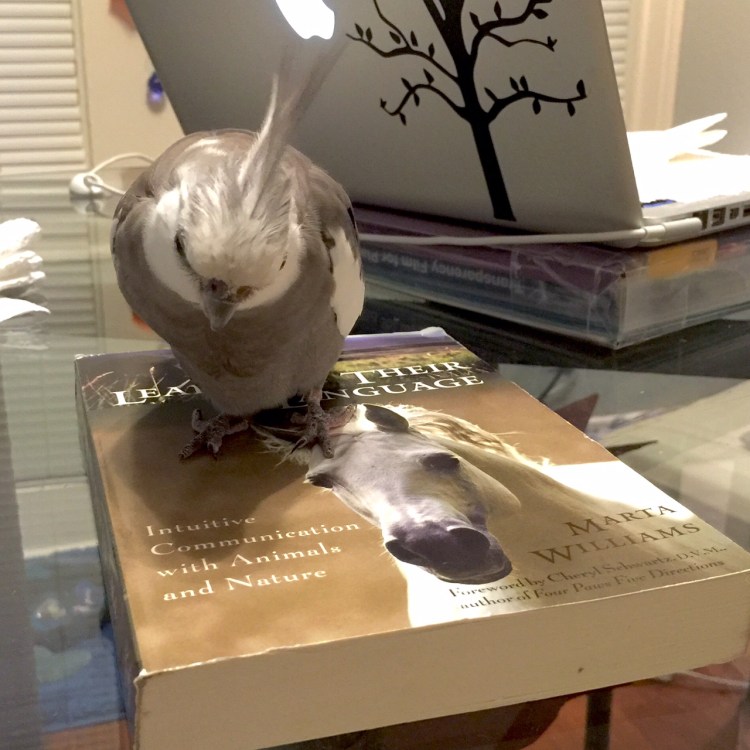 Pearl. Checking out the odd-looking hairy but featherless cover model....