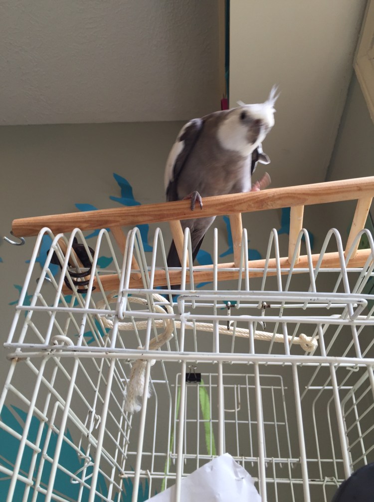 It is so easy to tell my mommy loves me - she can't get enough of my dance moves and even attends all of my practice sessions!