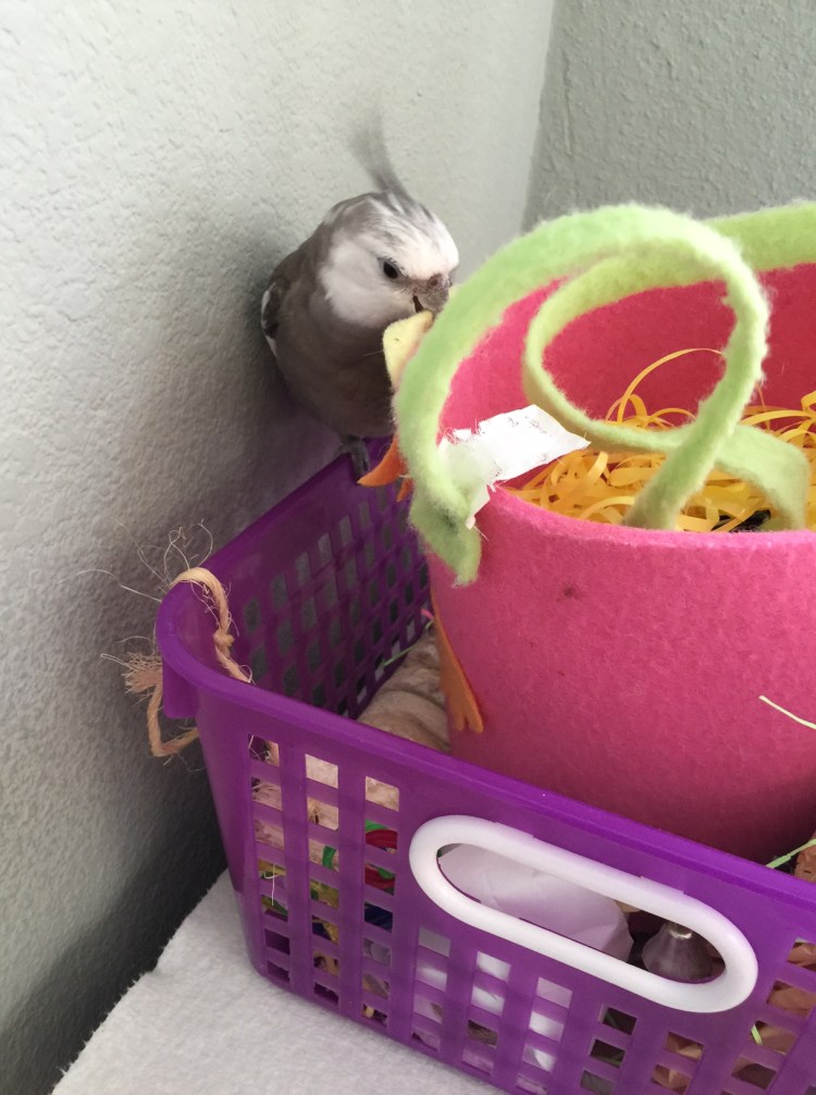 My mommy loves me so much - even when I hiss and strike and try to bite her, she still oohs and aahs when I finish another nest creation! 