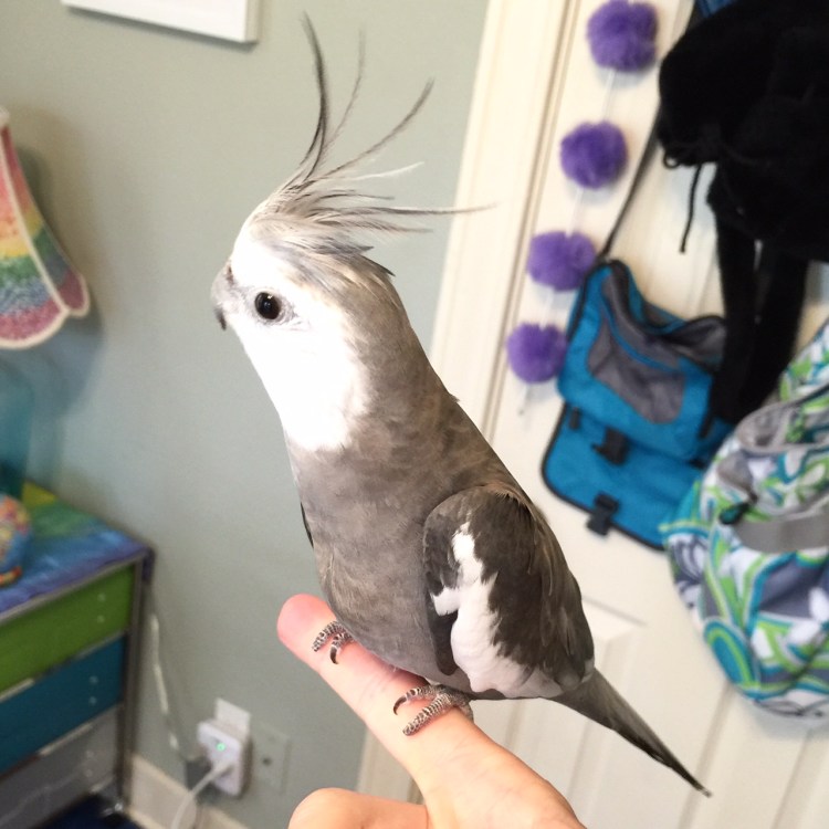 Pearl. Showing off feathery-ness from the top of his crest to the tip of his tail while being photographed on one of his many good sides.