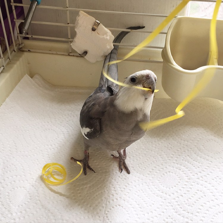 Happiness is....when it is time to craft the perfect nest and your mommy gives you all the materials you need to make it spectacular!