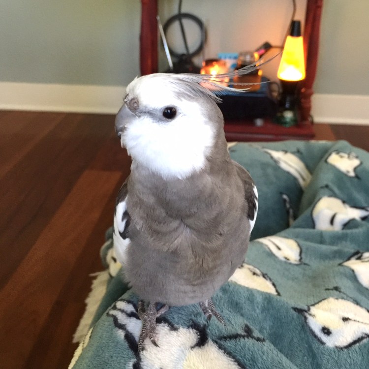 Pearl. Displaying maximum "cuteness" so his VIP fans know exactly what it looks like.