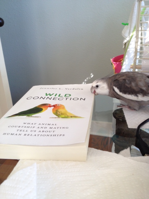 PearlWildConnection5