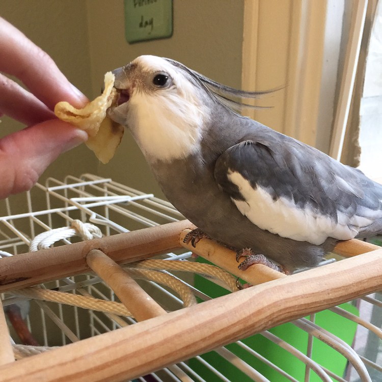 Happiness is....when your mommy offers you the first crispy chip and holds it for you until you have crunched down the whole thing!