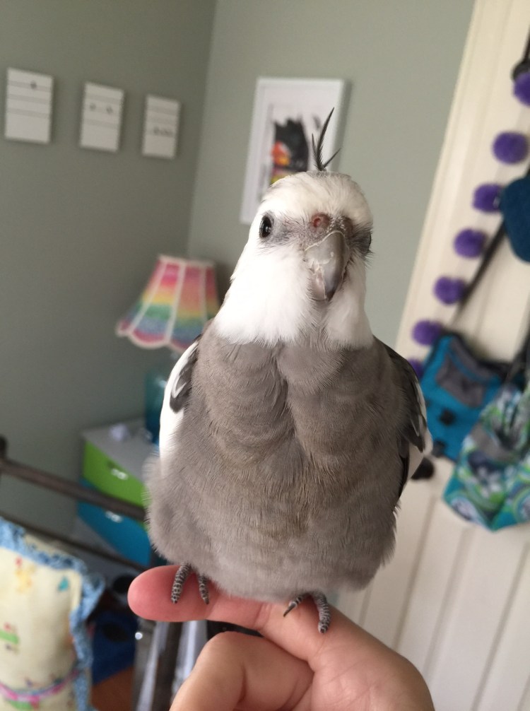 Pearl - looking very pretty (as usual).