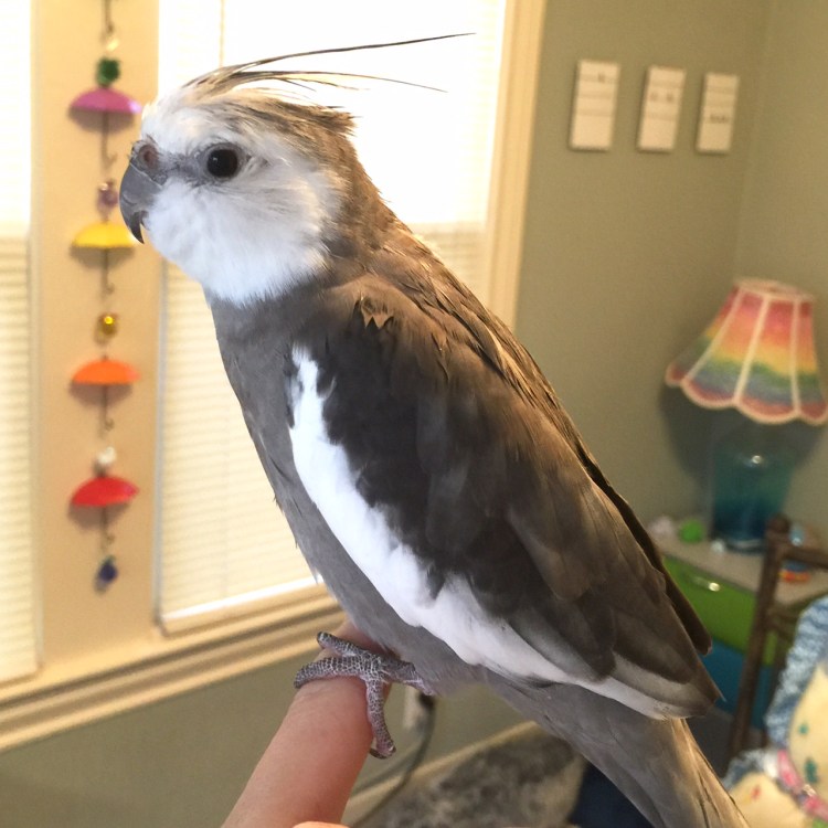 Here, notice how the model evokes the "killer hooks" of the sea sponge, with crest feathers lifting with deceptive softness away from the neckline.