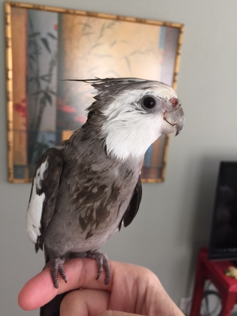 Notice how the model's trailblazing crest evokes the danger and bravery of each mission flown by the Sopwith Camel.