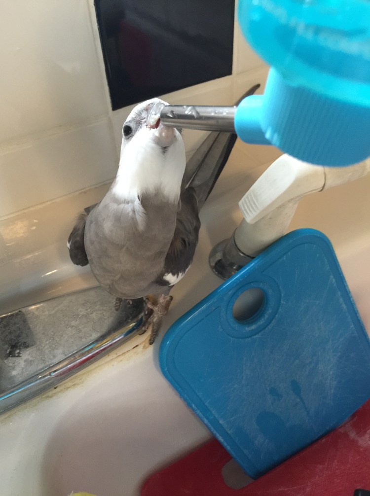 Happiness is....when you are very thirsty and your personal water bottle holder (aka your mommy) holds it in the perfect position so you can drink your fill!