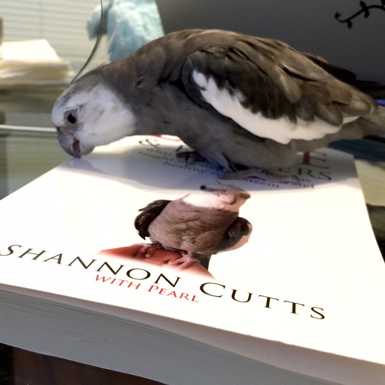 Pearl, also showing off grey and white feathers while crunching on the crispy cover of his new book.
