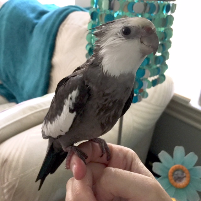 Here, notice the unique and trend-setting way the model's crest feathers lightly (um) feather down towards the neck line.