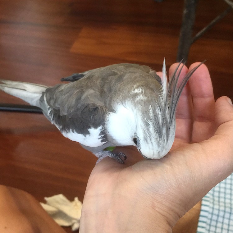 Pearl - demonstrating how to give an "unsubtle hint" to your large featherless assistant when you want you neck feathers scratched.