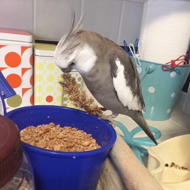 My mommy sure does love me - she got so excited when I caught....this....and now she's coming to help me figure out how to consume it.