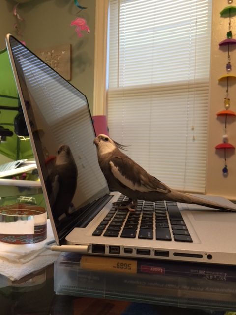 Happiness is....when you are going about your normal morning routine and suddenly spy a very pretty friend who is just as excited to see you!