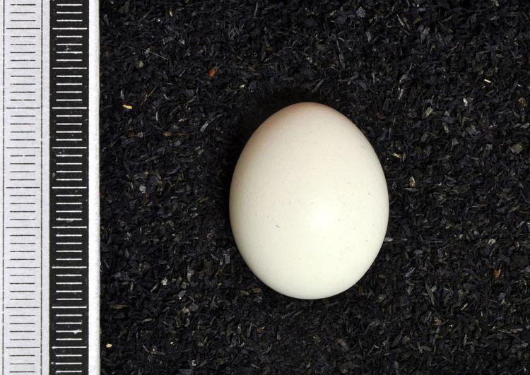 An example of an "egg," the small structure that sets the stage for the young tiel's first daredevil stunt. (Image courtesy of Wikipedia)