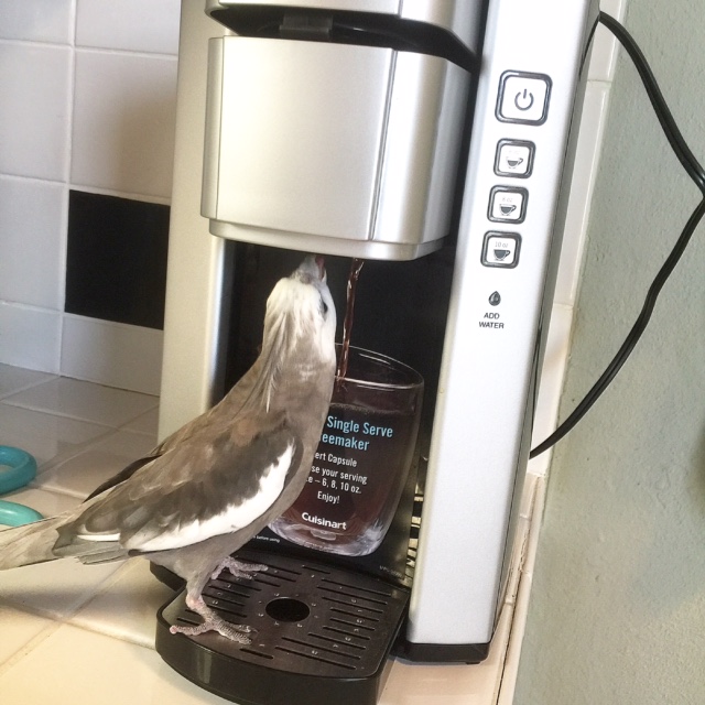 Happiness is....when your mommy brews her morning beverage and lets you help!