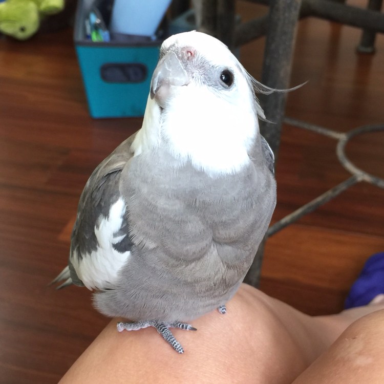 Pearl. Showing off sweet pink feet, round black eyes, a cute curved beak and soft fluffy feathers.