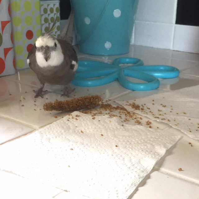 Happiness is....when your large featherless waitress encourages you to enjoy your tasty breakfast as much as possible - and across as many surfaces as possible.
