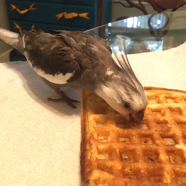 Pearl. Giving his beak-crunch of approval to the winning dish - the "waffle."