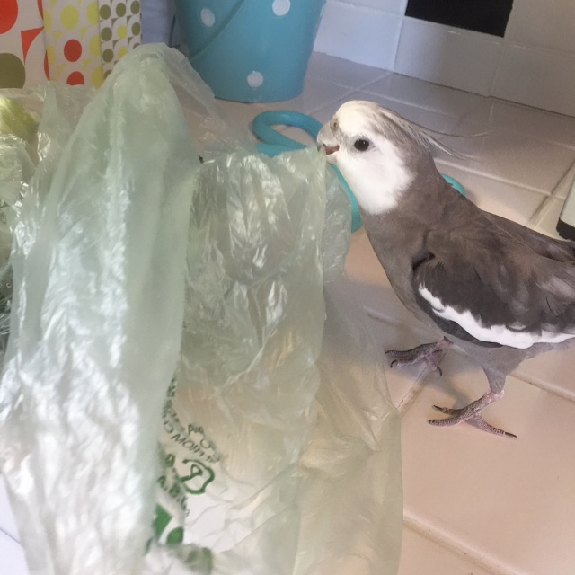 Happiness is....when your mommy goes to the store and brings back the crinkliest plastic bag just for you!