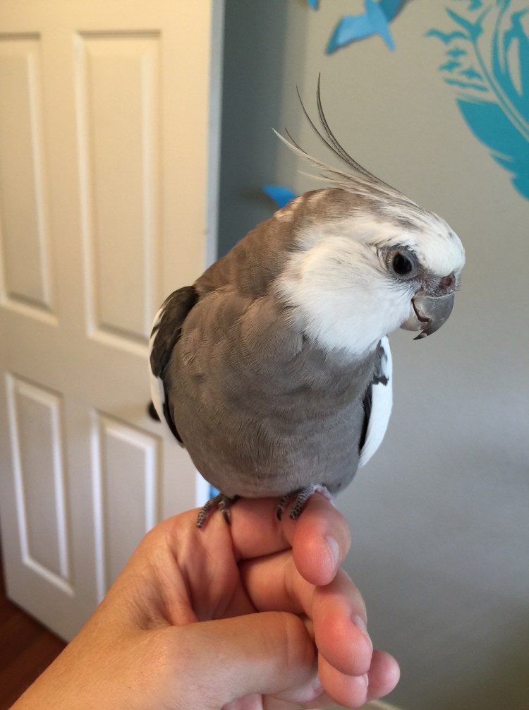 My mommy loves me so much - she never can stop with admiring just one of my cute and pretty sides. She has to admire them all every time!