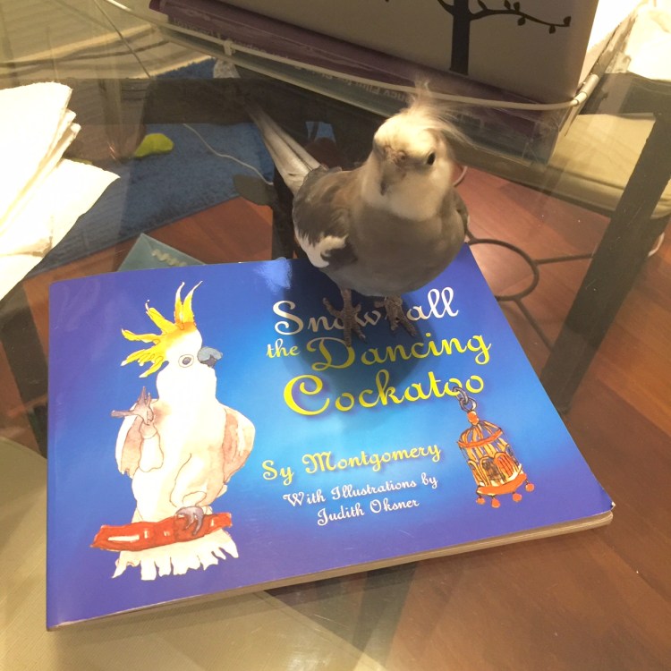 Pearl shakes his feather-maker in honor of Snowball and Bird Lovers Only!