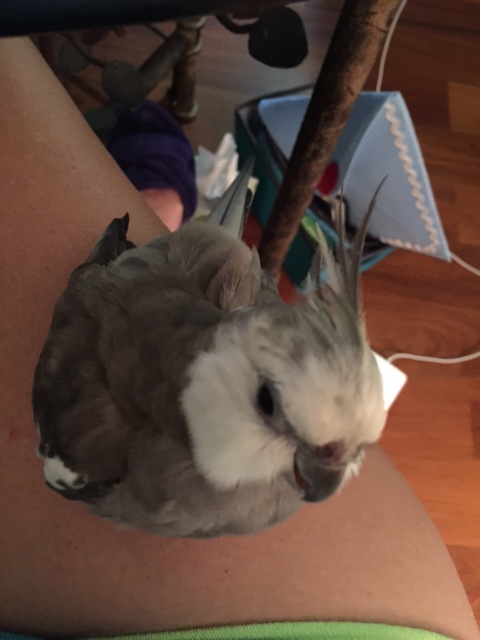 I never wonder how much my mommy loves me, because as soon as the sky starts grumbling and all that water comes down, she lifts me off my perch and sets me down in her lap so I won't be afraid.