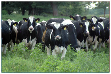 A large flock of Holsteins charge towards the camera (no doubt to better display their large, stylish selves).