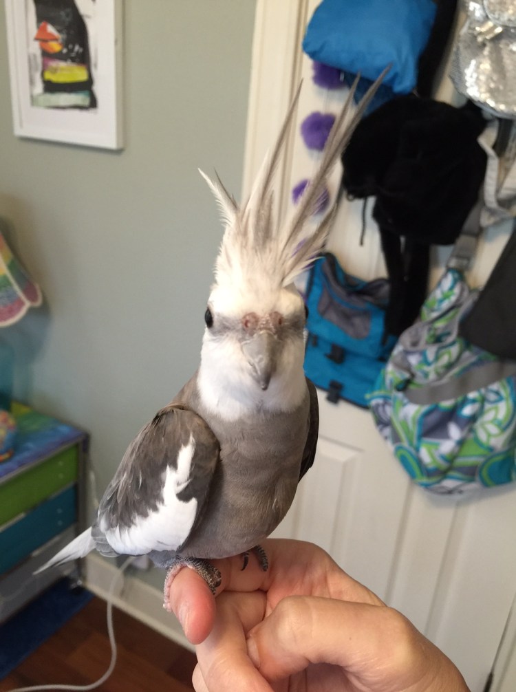 Pearl - displaying eye-catching crest feathers as his large featherless assistant "oohs" and "aahs."