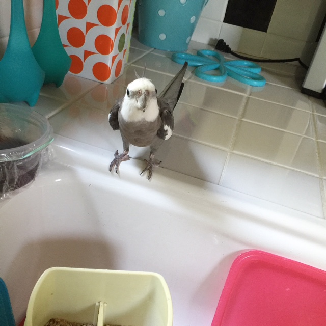 My mommy and I are a perfect match - I can tell she loves me because she gets so excited to play "I Spy My Breakfast" just like I do!