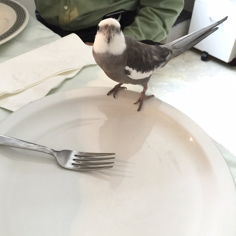 The key to plate surfing successfully is in being in position and ready before the delicacies are even served!