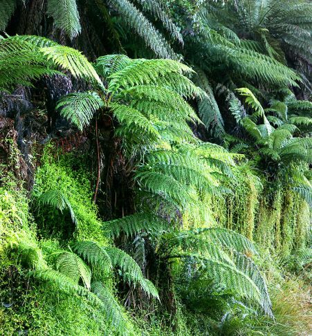 A great and glorious modern gathering of the ancient crunchy green beings known as "ferns."