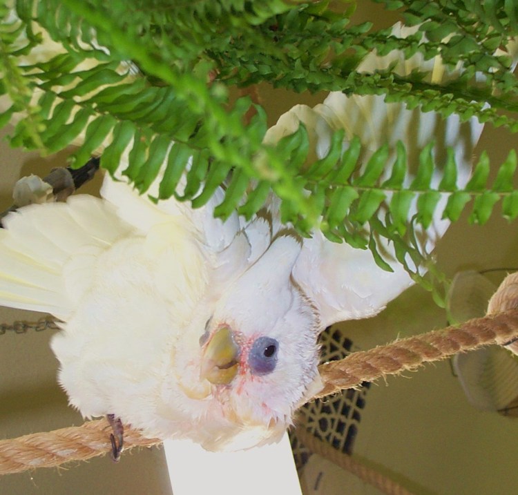 Tinker perfectly captures the source of his inspiration, with high and gracefully arching crest feathers that swoop down across the neck line.