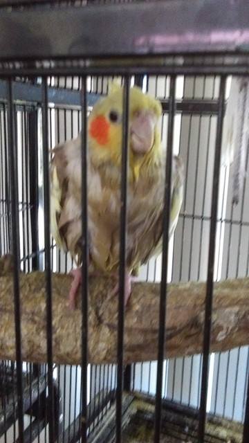 In this photo, notice how Buddy's soft yellow crest and head feathers smoothly flow across the neck line, just like the smooth petals of a yellow tulip.