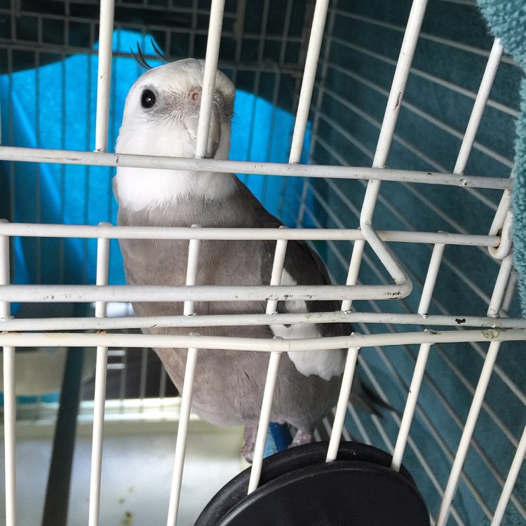 I can always tell how much my mommy loves me on account of how she rushes to open my cage door as soon as she sees my (very) cute face each morning.