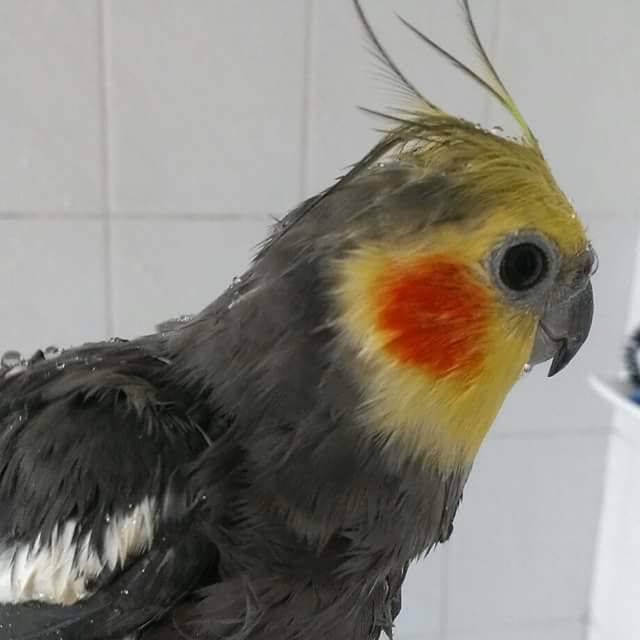Here, notice the delicate drops of dew perched every so innocently on top of the model's crest and head feathers.