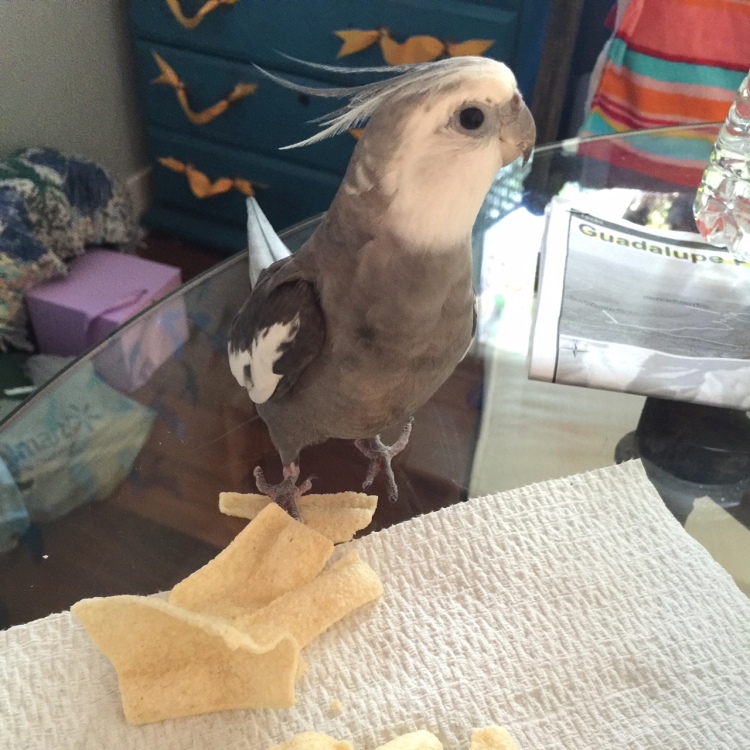 My mommy loves me so much - she actually encourages me to jump on these crispy crunchy things because I look so cute doing it!
