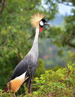 A grey crowned crane, busily roosting in its home in the Sahara in Africa.