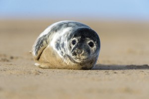 A gray seal, looking very cute as the paparazzi snap picture after picture.