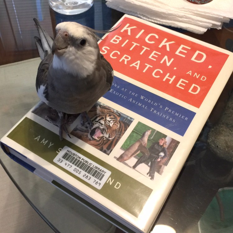 KickedBittenScratchedBook