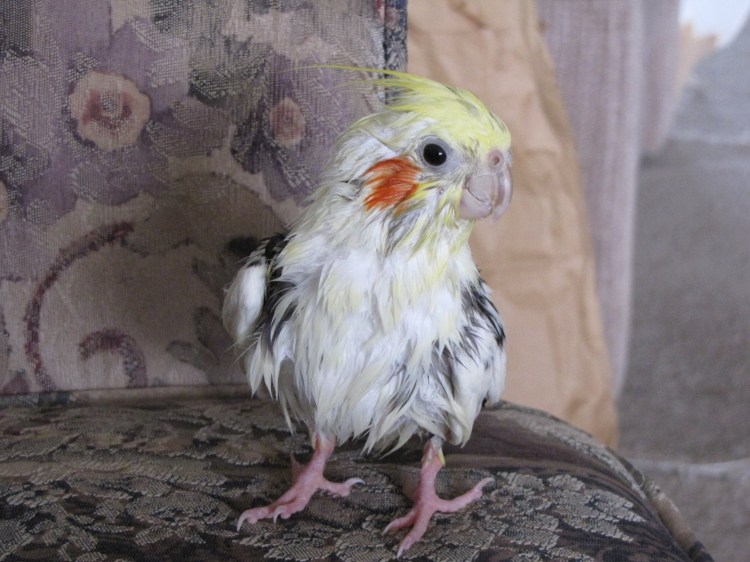 For this look, notice how the superladybirdmodel daintily yet confidently fluffs out yellow, white and grey feathers.