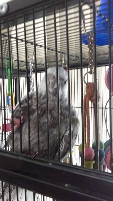 In this photo, notice the seamless continuation of the gray and white coloration all the way from the crest down across the neck line.