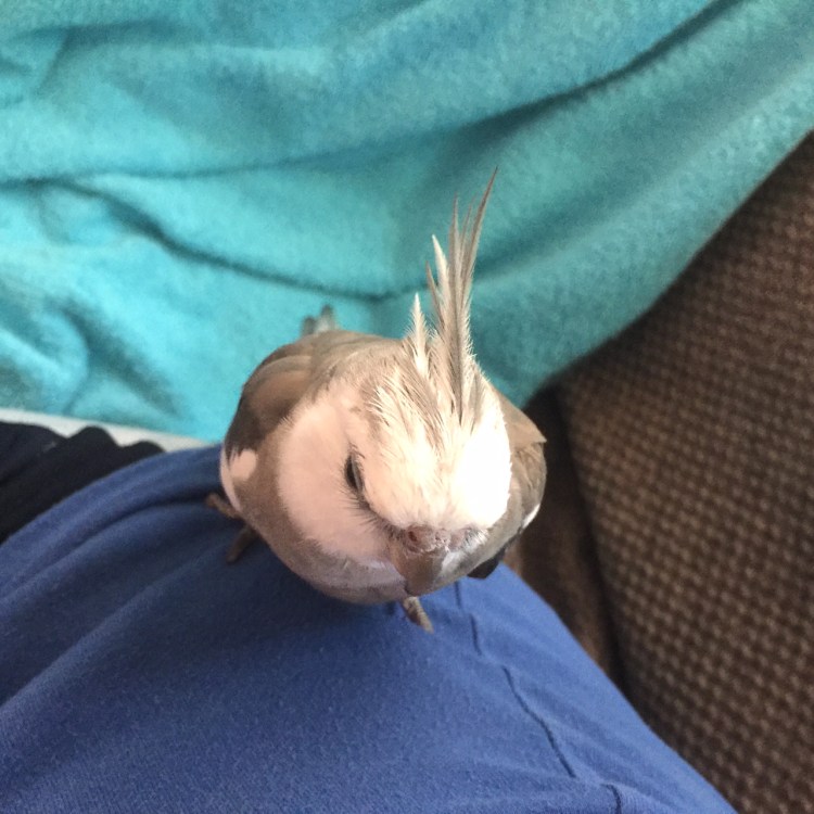Happiness is....when the wild and woolly flock member barks loudly and your mommy shelters you in the safest possible place - on her waist under the crook of her arm.