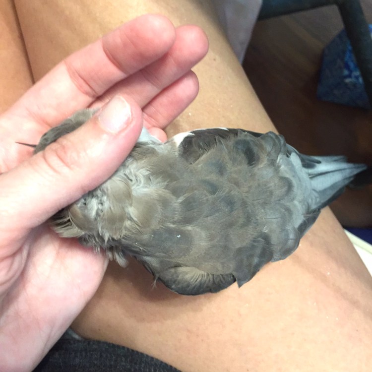 Happiness is....when your neck feathers are very itchy and your mommy drops everything to scratch them ASAP!